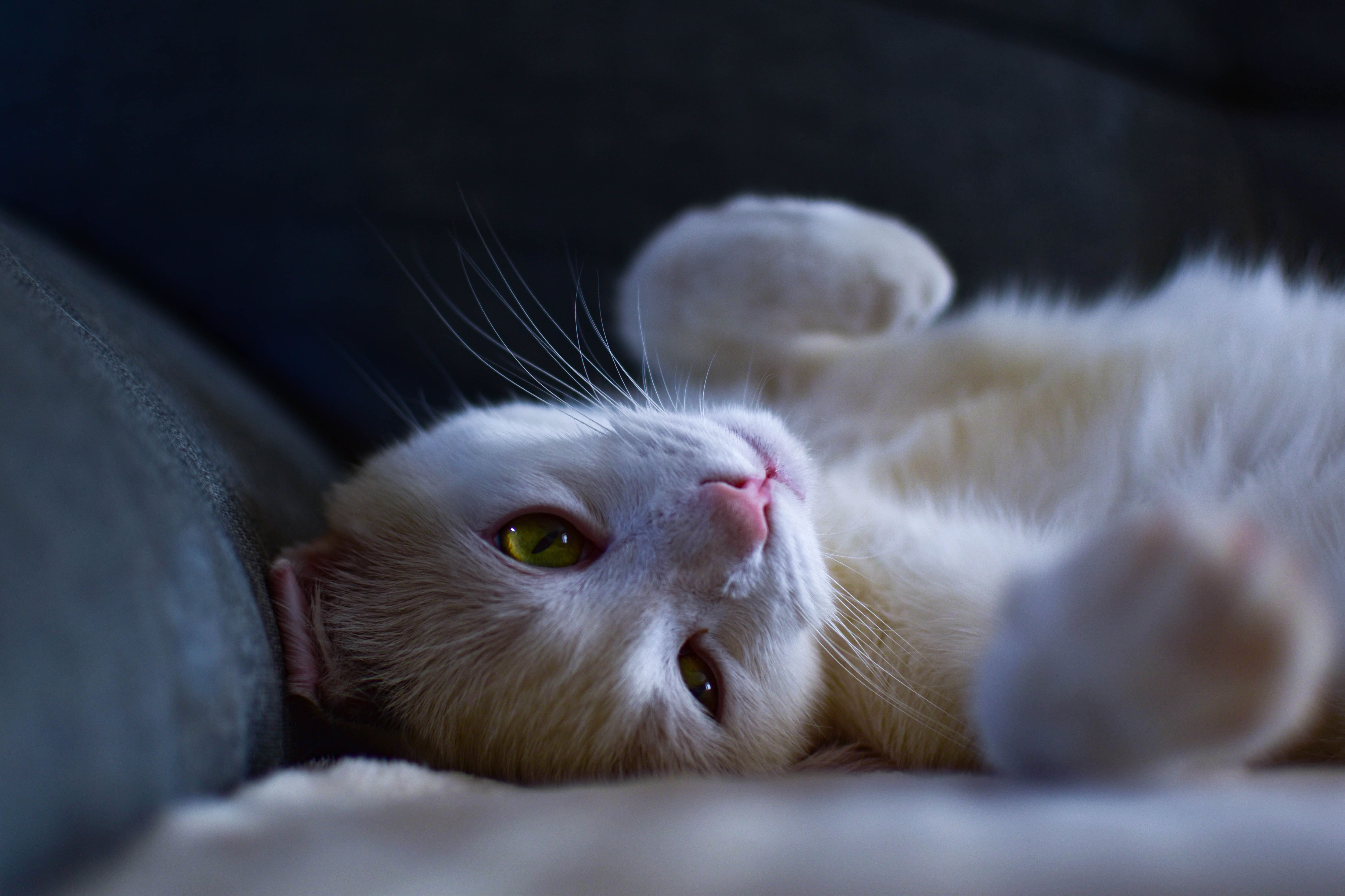 Photo de chat 6